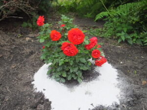 Colin's memorial rose bush